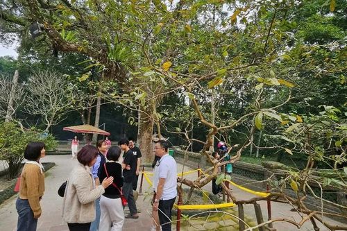 Huyền bí cây ổi gần 100 năm tuổi biết 'cười' ở Lam Kinh