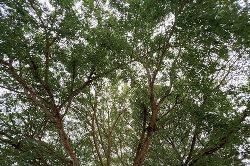 Chiêm ngưỡng những cây di sản