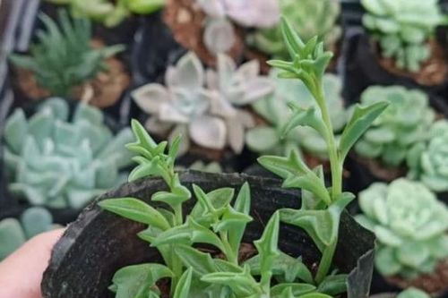 Với 6 cây cảnh 'thả đâu sống đó' này, bạn sẽ trở thành chuyên gia làm vườn mà chẳng cần nỗ lực nhiều!