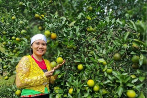 Vốn chính sách giúp nhiều nữ đảng viên vùng cao phát triển thành công kinh tế gia đình