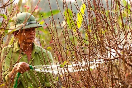 Người trồng đào, quất cảnh và hoa ở quận Tây Hồ thu bộn tiền dịp Tết