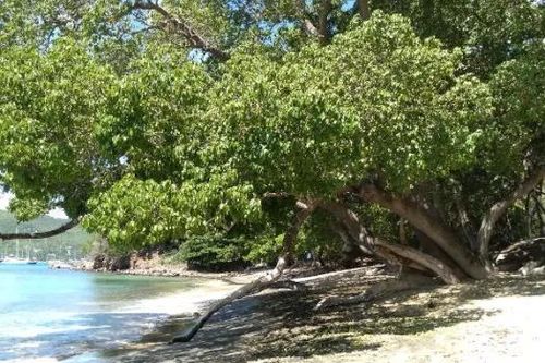 4 loài cây nguy hiểm Trời sinh... nọc độc rắn đuôi chuông phải 'đầu hàng'