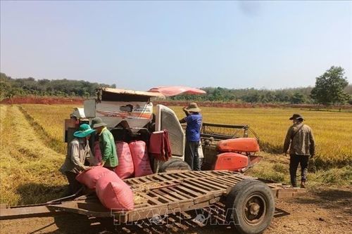Nhộn nhịp mùa gặt lúa xuân ở vùng biên Bình Phước