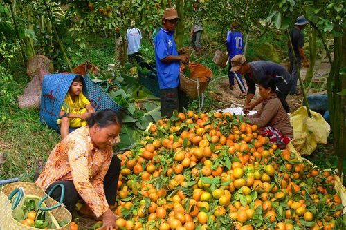 Núi Cấm vui mùa quýt hồng