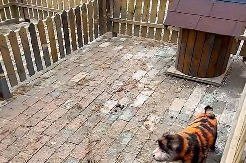 'Biến' chó thành hổ, vườn thú bị chỉ trích dữ dội