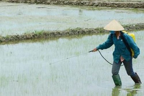 Ứng phó sâu bệnh hại lúa ngay từ đầu vụ