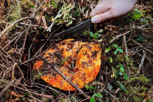 Loại mốc đặc biệt có khả năng biến các cây nấm thành 'thịt tôm hùm', triệu người mê mẩn