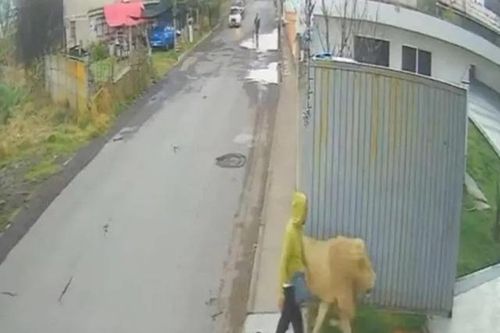 Sư tử thoát khỏi chuồng gây náo loạn thị trấn