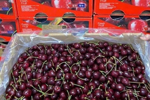Cherry Chile rao bán ngập chợ mạng, chỉ hơn 100 nghìn một kg