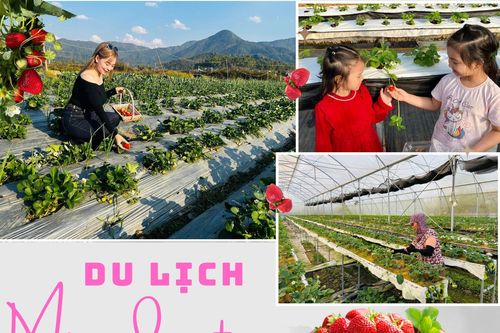 Du lịch mùa dâu tây