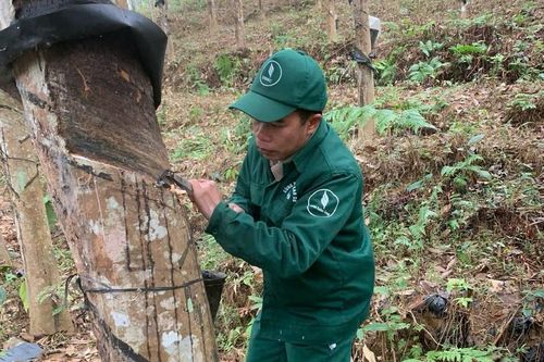 Đảng viên công nhân Lò Văn Hoan: Tấm gương nỗ lực vươn lên từ nông trường cao su