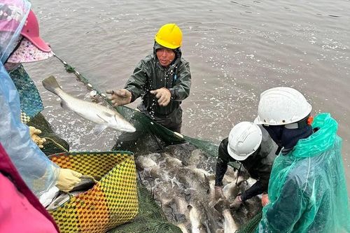 Loại cá 'tốt hơn cá hồi', từng có giá đắt đỏ, giờ 'giải cứu' chỉ từ 85 nghìn đồng/kg
