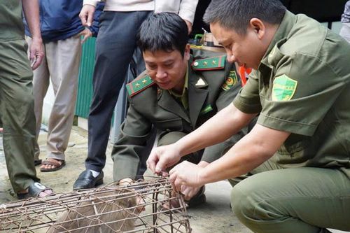 'Tề thiên' hết đường quậy