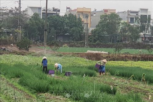 Nông dân hoãn việc gieo cấy để chờ giá rau xanh tăng cao