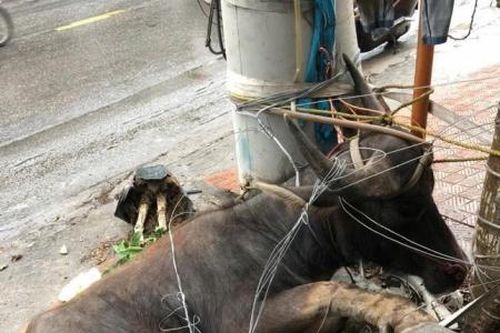 Trâu điên lao ra đường làm nhiều người bị thương