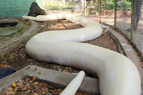 Trại rắn Đồng Tâm: Tiếp nhận con trăn bạch tạng quý hiếm nặng 100kg