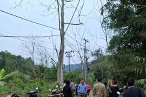 Lào Cai: Trâu chết do đến gần dây điện bị hở
