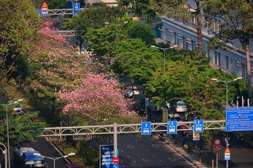 Mùa hoa kèn hồng 'gõ cửa' phố xá Sài Gòn