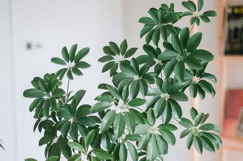 Những loại cây phong thủy phù hợp các mệnh của tuổi Sửu