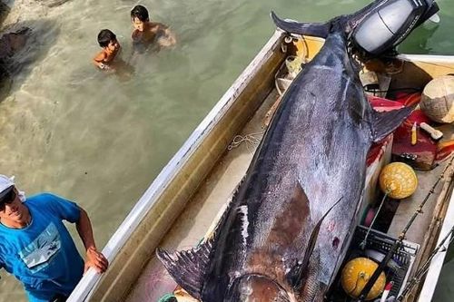 Ngư dân đơn độc câu được cá marlin xanh khổng lồ