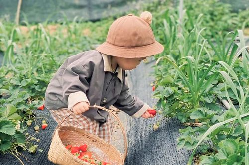 Mô hình hái dâu kết hợp du lịch trải nghiệm