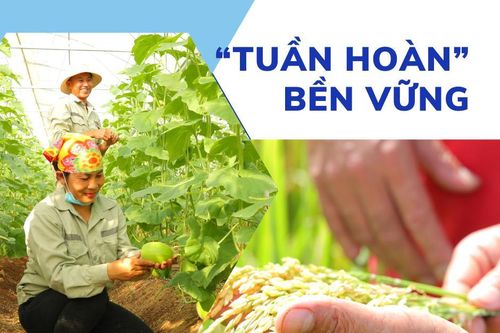 'Tuần hoàn' bền vững