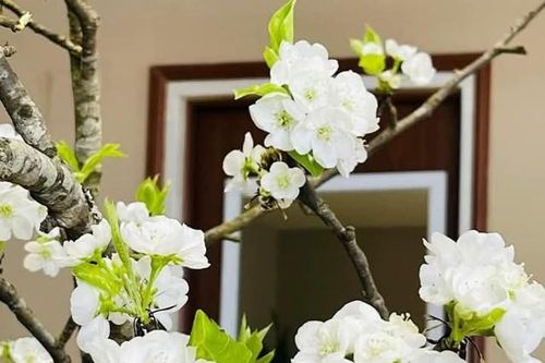 Hoa lê vào mùa, cách cắm hoa lê sang trọng, lâu tàn và theo phong thủy những người thuộc 3 mệnh sau cắm hoa lê rất tốt