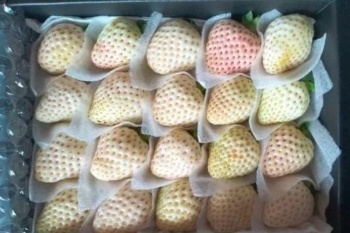 Dâu Bạch Tuyết tràn ngập 'chợ mạng', giá rẻ bất ngờ