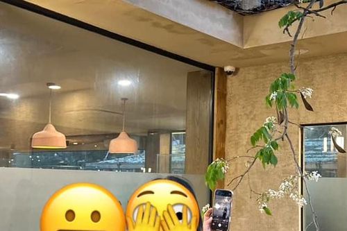 Khách níu cành, bẻ hoa sưa 'sống ảo' tại quán cà phê Hà Nội