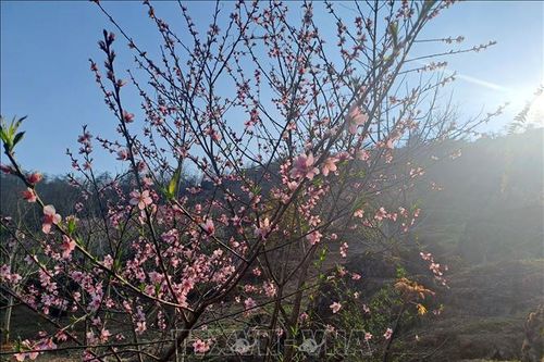 Lung linh lễ hội hoa đào nơi biên cương Hà Giang