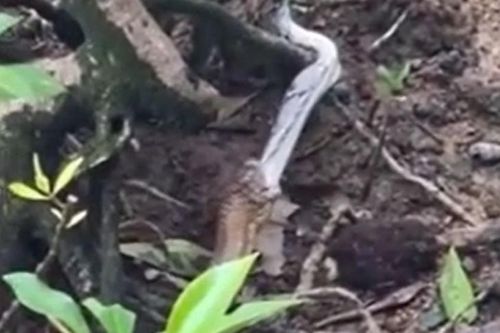 CLIP: Kinh hãi trước khoảnh khắc rắn hổ mang chúa nuốt trăn gấm