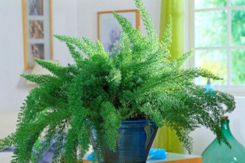 Trồng cây xanh trong nhà, tác dụng tích cực cả thể chất và tinh thần