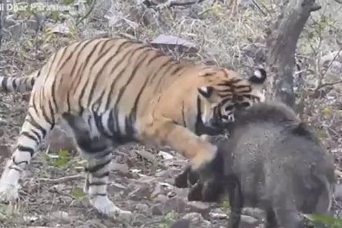 CLIP: 'Rơi vào tay' hổ, lợn rừng nhận cái kết ai cũng đoán được