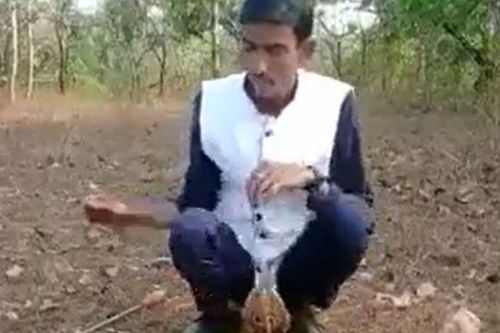 CLIP: Đem 3 con rắn hổ mang chúa ra chơi đùa rồi quay video, người đàn ông nhận cái kết 'đắng ngắt'