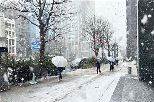 Nhật Bản: Tokyo hứng tuyết rơi trái mùa, cảnh báo thời tiết bất ổn