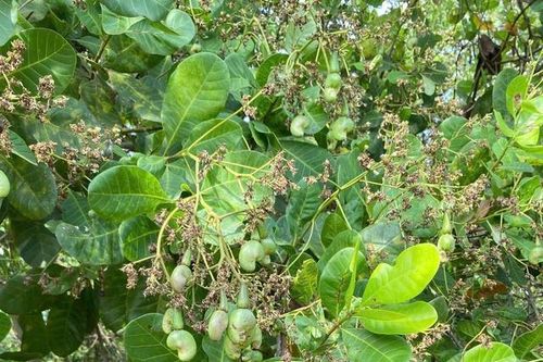 Ứng dụng khoa học, nông dân Bình Phước 'hóa giải' nỗi lo mất mùa điều