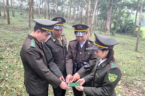 Bảo vệ rừng tận gốc