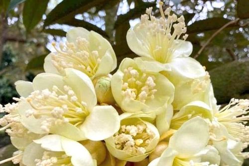 Mùa sầu riêng đơm bông