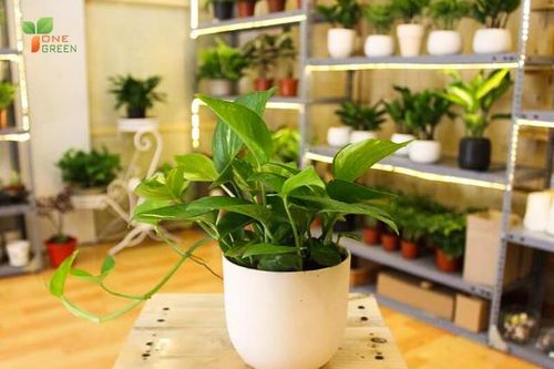 Trầu bà thủy sinh hợp mệnh sau đây giúp cho gia chủ giữ được tiền không hoang phí