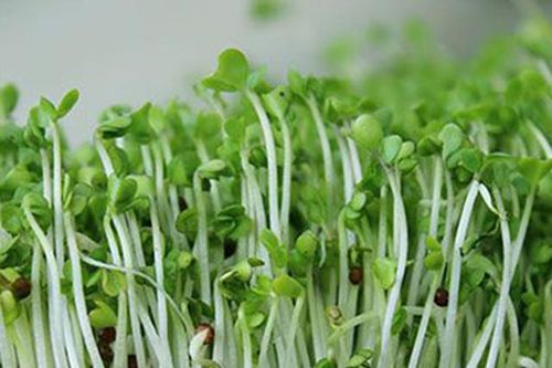 Mẹo trồng rau mầm đậu xanh ăn tốt hơn thuốc bổ