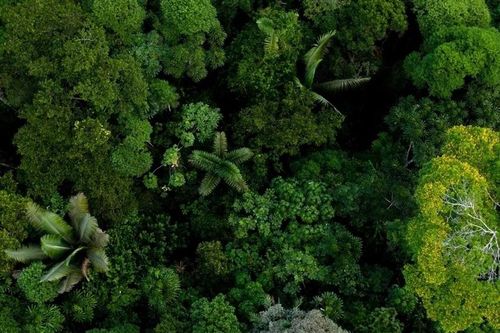 FAO: Sự đa dạng di truyền của thực vật và rừng đang gặp rủi ro