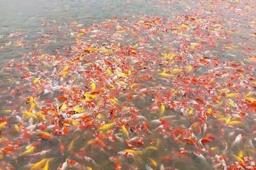 Bài 2: Những làng nghề từng bước khởi sắc