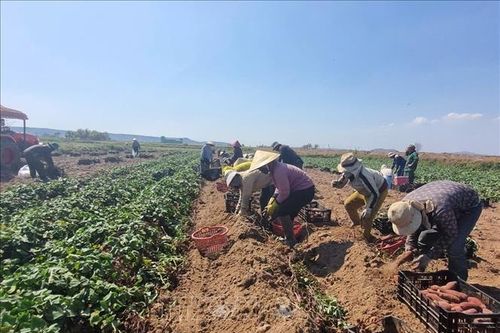 Trồng khoai lang lãi từ 130-150 triệu đồng/ha