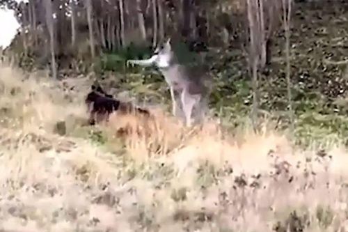 CLIP: Đụng độ, chó becgie và kangaroo lao vào đánh nhau túi bụi khiến cảnh sát phải can thiệp