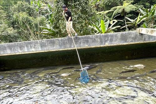 Mở hướng đi mới cho nghề nuôi cá nước lạnh đặc sản
