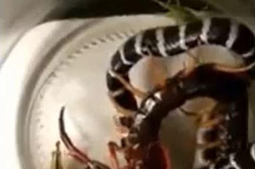 CLIP: Bị nhốt cùng rết khổng lồ, rắn cạp nia bị kẻ thù 'hành' cho đau đớn đến chết