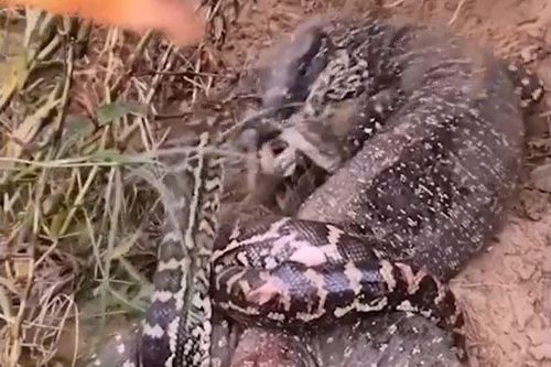 CLIP: Đã mắt xem màn tử chiến 'nảy lửa' của thằn lằn và trăn