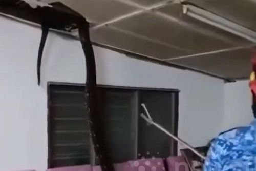 CLIP: Kinh hãi trước khoảnh khắc trăn khổng lồ rơi từ trần nhà xuống phòng khách