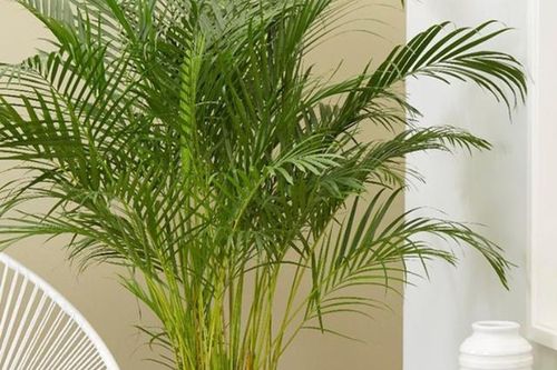 Dùng điều hòa không lo khô da, không lo không khí ô nhiễm nhờ trồng cây này trong nhà