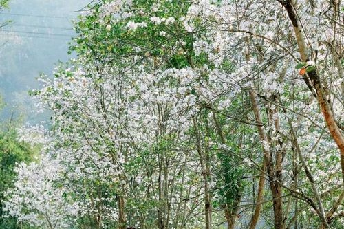 Mùa ban trắng Nà Sự – Vẻ đẹp tinh khôi chốn bản làng